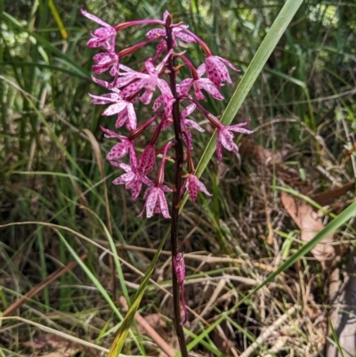 Dipodium punctatum (Blotched Hyacinth Orchid) at Tuross Head, NSW - 11 Feb 2023 by HelenCross