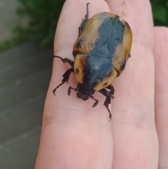 Chondropyga dorsalis (Cowboy beetle) at Holder, ACT - 11 Feb 2023 by Miranda