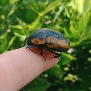 Chondropyga dorsalis at Holder, ACT - 11 Feb 2023