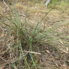 Lomandra multiflora (Many-flowered Matrush) at Molonglo Valley, ACT - 6 Feb 2023 by sangio7