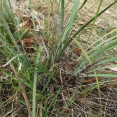Lomandra multiflora at Molonglo Valley, ACT - 7 Feb 2023