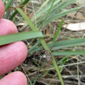 Lomandra multiflora at Molonglo Valley, ACT - 7 Feb 2023