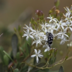 Mordella dumbrelli (Dumbrell's Pintail Beetle) at Lyons, ACT - 25 Jan 2023 by ran452