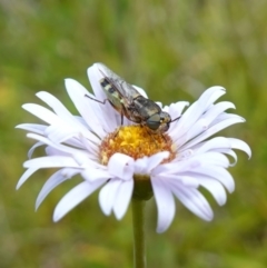 Odontomyia hunteri at Undefined Area - 4 Feb 2023