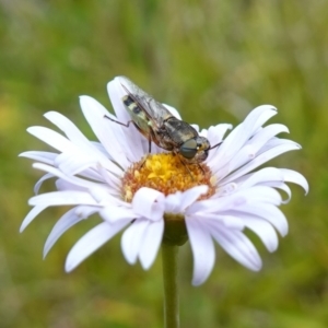 Odontomyia hunteri at Undefined Area - 4 Feb 2023