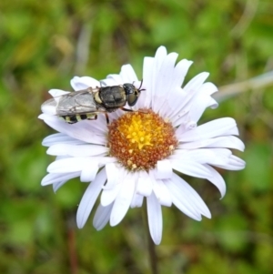 Odontomyia hunteri at Undefined Area - suppressed