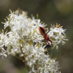 Gminatus australis (Orange assassin bug) at Lyons, ACT - 24 Jan 2023 by ran452