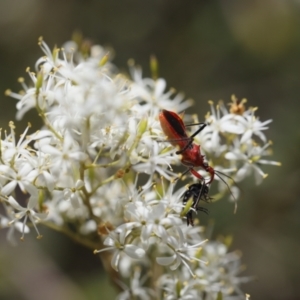 Gminatus australis at Lyons, ACT - 25 Jan 2023 01:20 AM