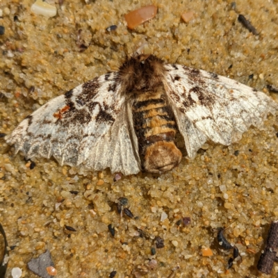 Aglaosoma variegata (Patterned Notodontid (Notodontidae) at Tuross Head, NSW - 11 Feb 2023 by HelenCross