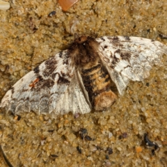 Aglaosoma variegata at Tuross Head, NSW - 11 Feb 2023 01:37 PM