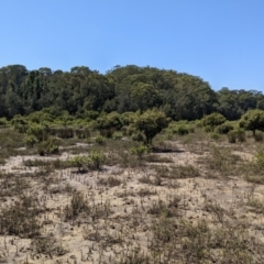 Avicennia marina subsp. australasica at Tuross Head, NSW - 11 Feb 2023