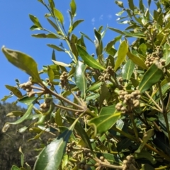 Avicennia marina subsp. australasica at Tuross Head, NSW - 11 Feb 2023