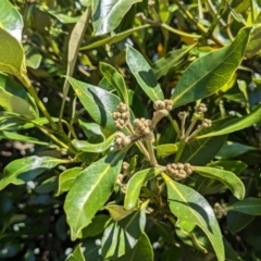 Avicennia marina subsp. australasica at Tuross Head, NSW - 11 Feb 2023