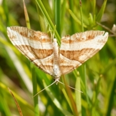 Chrysolarentia conifasciata (Broad-banded Carpet) at Undefined Area - 4 Feb 2023 by RobG1