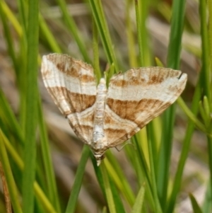 Chrysolarentia conifasciata at Undefined Area - suppressed