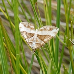 Chrysolarentia conifasciata at Undefined Area - suppressed