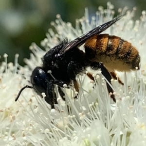 Megachile ustulata at Dulwich Hill, NSW - suppressed