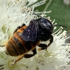 Megachile ustulata at Dulwich Hill, NSW - suppressed