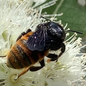 Megachile ustulata at Dulwich Hill, NSW - suppressed