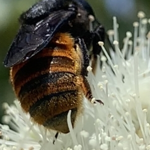 Megachile ustulata at Dulwich Hill, NSW - suppressed