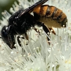 Megachile ustulata at Dulwich Hill, NSW - suppressed