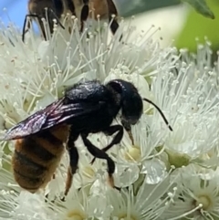 Megachile ustulata at Dulwich Hill, NSW - suppressed