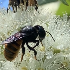 Megachile ustulata at Dulwich Hill, NSW - suppressed