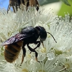 Megachile ustulata at Dulwich Hill, NSW - 24 Jan 2023
