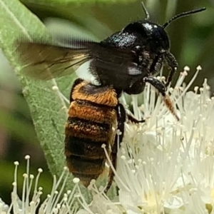 Megachile ustulata at Dulwich Hill, NSW - 24 Jan 2023