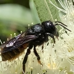 Megachile ustulata at Dulwich Hill, NSW - 24 Jan 2023