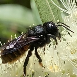 Megachile ustulata at Dulwich Hill, NSW - 24 Jan 2023