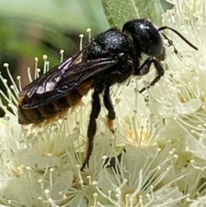 Megachile ustulata at Dulwich Hill, NSW - 24 Jan 2023