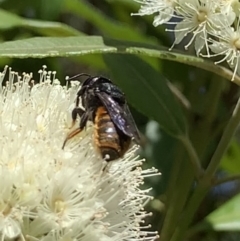 Megachile ustulata at Dulwich Hill, NSW - 24 Jan 2023