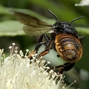 Megachile ustulata at Dulwich Hill, NSW - 24 Jan 2023