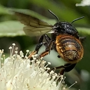 Megachile ustulata at Dulwich Hill, NSW - suppressed