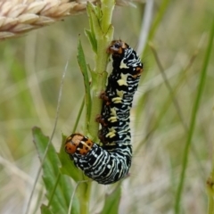 Phalaenoides tristifica (Willow-herb Day-moth) at Namadgi National Park - 4 Feb 2023 by RobG1