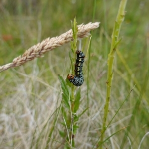 Phalaenoides tristifica at Undefined Area - 4 Feb 2023