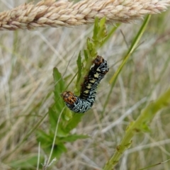 Phalaenoides tristifica at Undefined Area - 4 Feb 2023