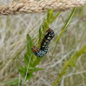 Phalaenoides tristifica at Undefined Area - 4 Feb 2023