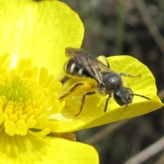 Lasioglossum (Chilalictus) sp. (genus & subgenus) (Halictid bee) at Paddys River, ACT - 10 Dec 2022 by BarrieR