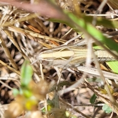 Caledia captiva (grasshopper) at Dunlop Grasslands - 11 Feb 2023 by trevorpreston