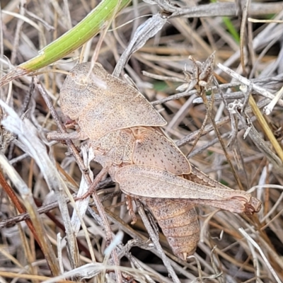 Goniaea australasiae (Gumleaf grasshopper) at Dunlop, ACT - 11 Feb 2023 by trevorpreston