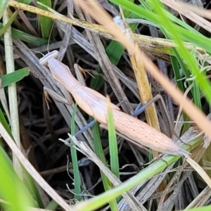 Mantis octospilota at Dunlop, ACT - 11 Feb 2023