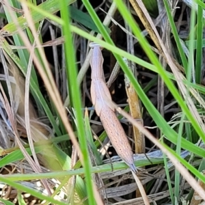 Mantis octospilota at Dunlop, ACT - 11 Feb 2023