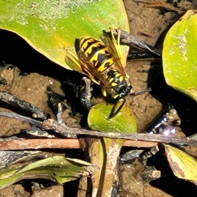 Vespula germanica (European wasp) at Dunlop Grasslands - 11 Feb 2023 by trevorpreston