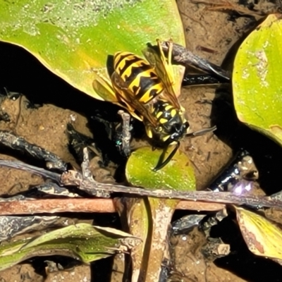 Vespula germanica (European Wasp, German Yellowjacket Wasp) at Dunlop, ACT - 11 Feb 2023 by trevorpreston