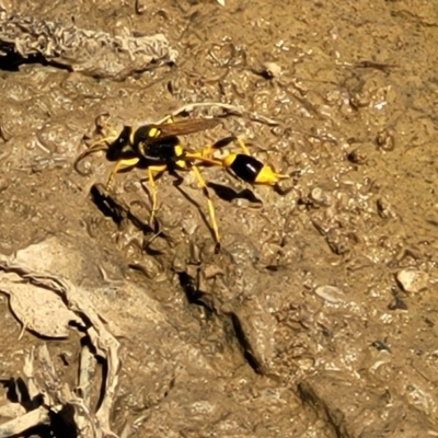 Sceliphron laetum (Common mud dauber wasp) at Dunlop, ACT - 11 Feb 2023 by trevorpreston