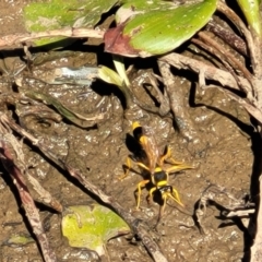 Sceliphron laetum at Dunlop, ACT - 11 Feb 2023 02:36 PM