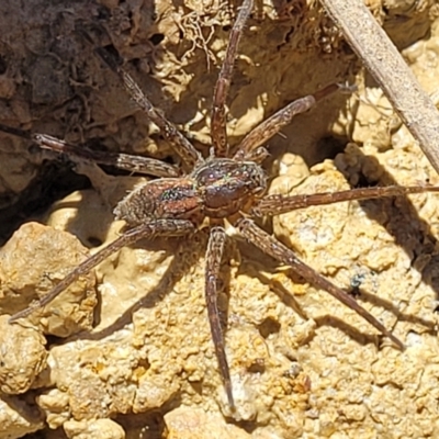 Dolomedes (genus) (Fishing spider) at Dunlop, ACT - 11 Feb 2023 by trevorpreston