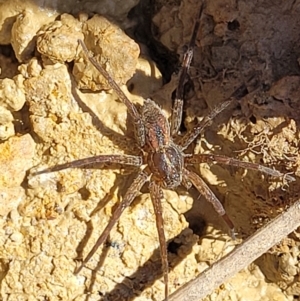 Dolomedes sp. (genus) at Dunlop, ACT - 11 Feb 2023